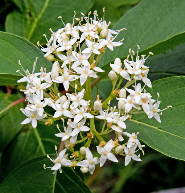 Red_osier Dogwood 2.jpg